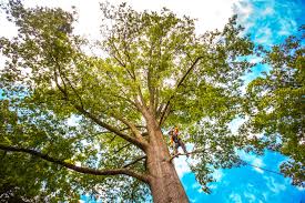 Best Tree Maintenance Programs  in Mans, CO