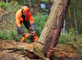 Best Tree and Shrub Care  in Mans, CO