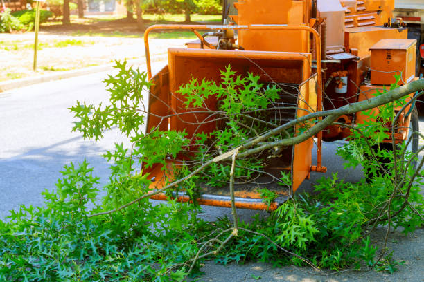 Best Tree Fertilization  in Mans, CO