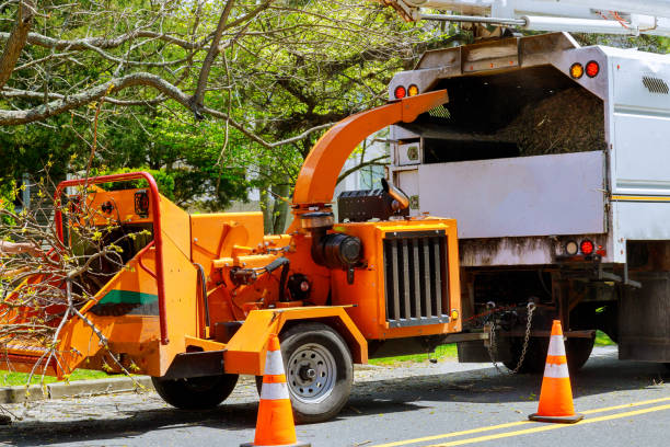 Mancos, CO Tree Services Company
