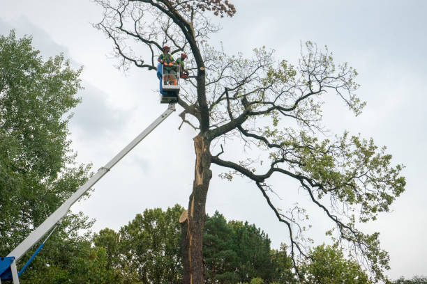 Best Commercial Tree Services  in Mans, CO