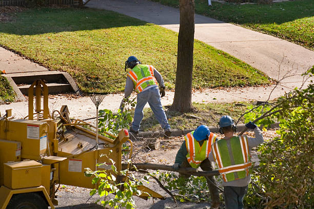 Best Lawn Drainage Solutions  in Mans, CO