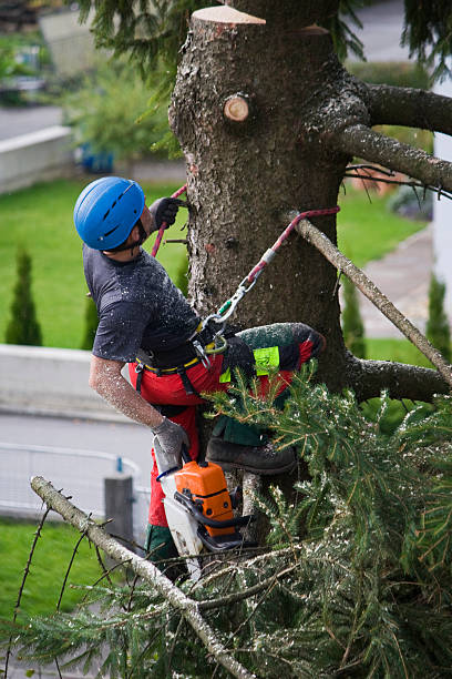Lawn Watering Services in Mancos, CO