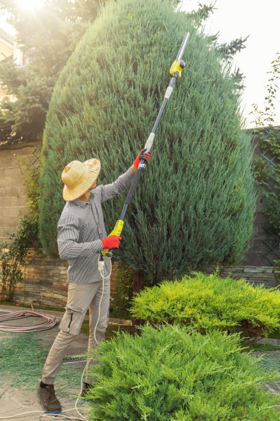 How Our Tree Care Process Works  in  Mancos, CO