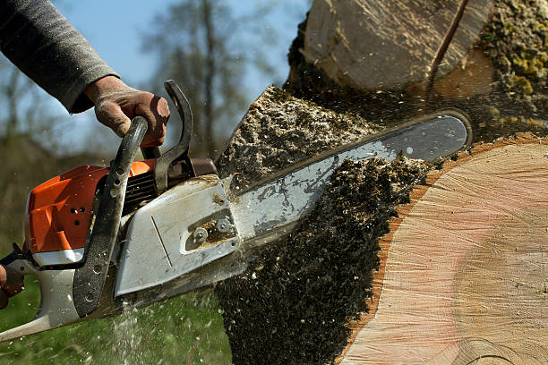Best Storm Damage Tree Cleanup  in Mans, CO